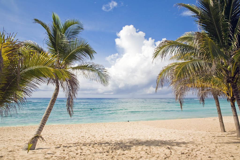 Beach Palm Trees Riviera Maya