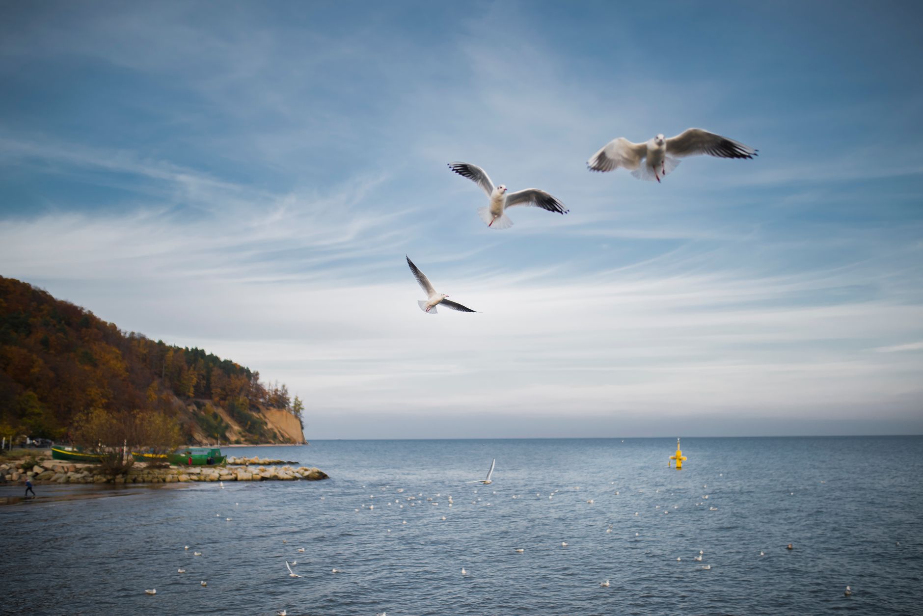 Seagulls gracefully fly above the serene sea near Gdynia's rocky coastline. — Trójmiasto