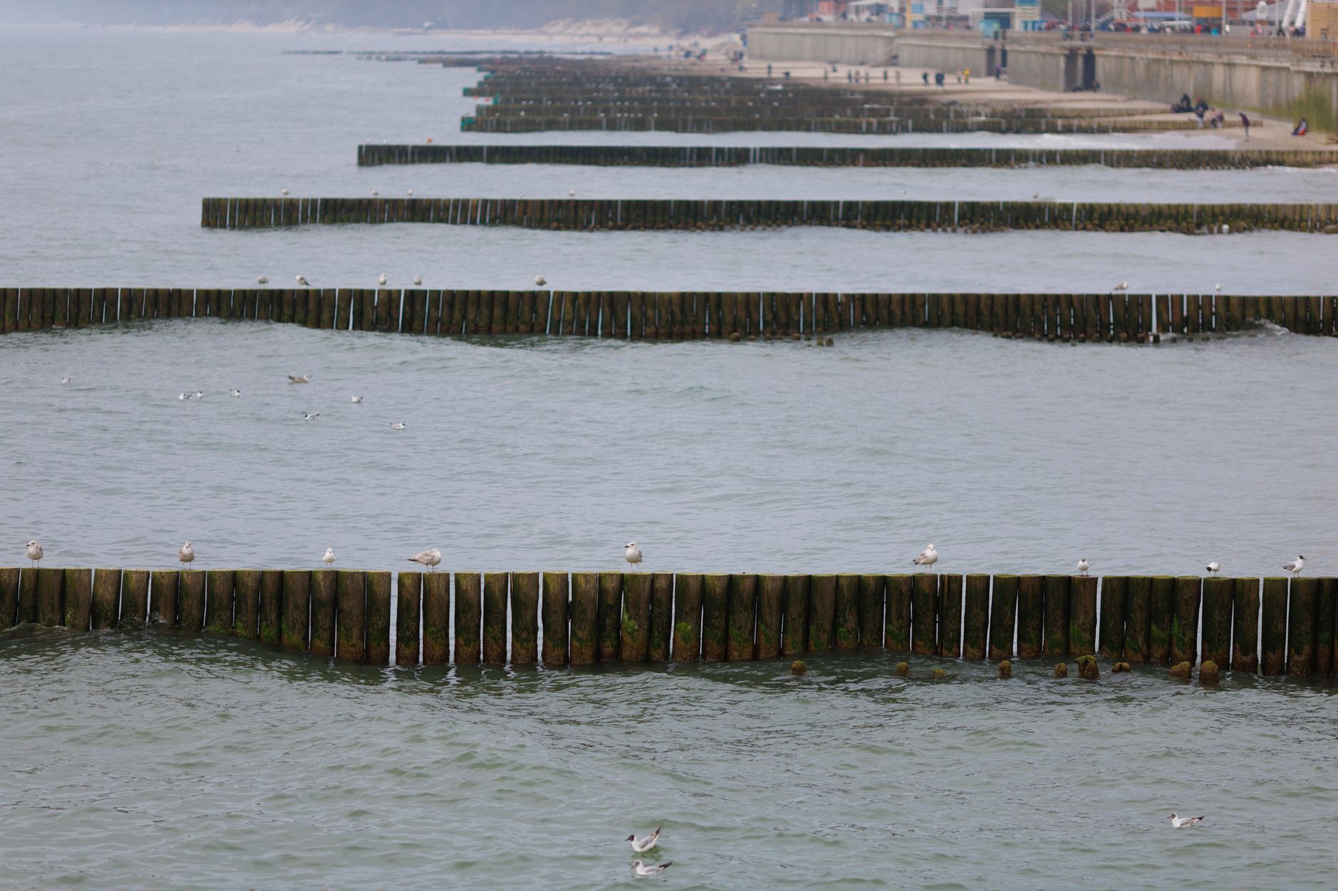 Seagulls perched on coastal breakwaters with a distant shoreline view. A serene and natural ocean scene. — Trójmiasto