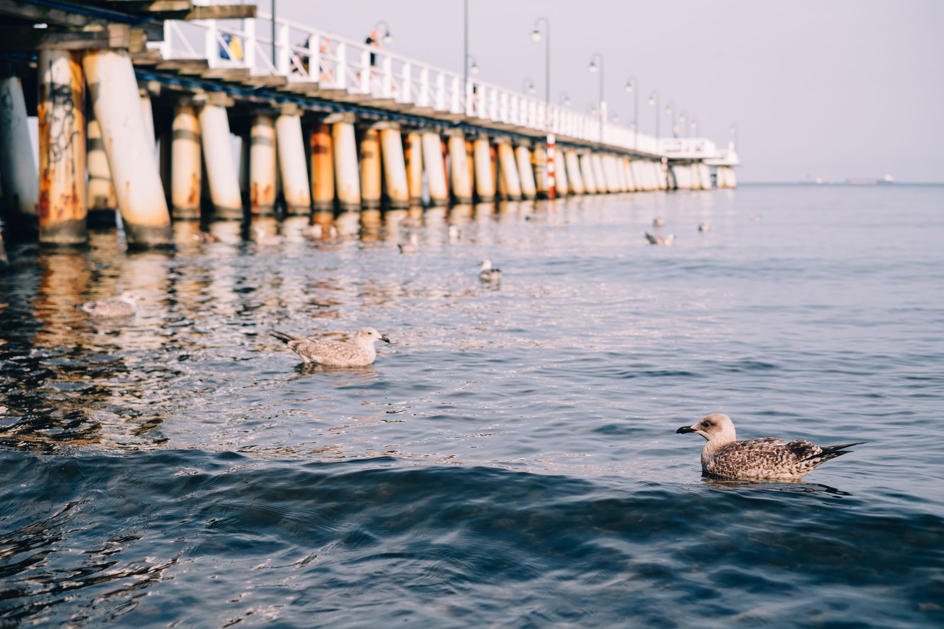 A scenic view of seagulls swimming near the iconic pier in Gdynia, Poland. — Trójmiasto