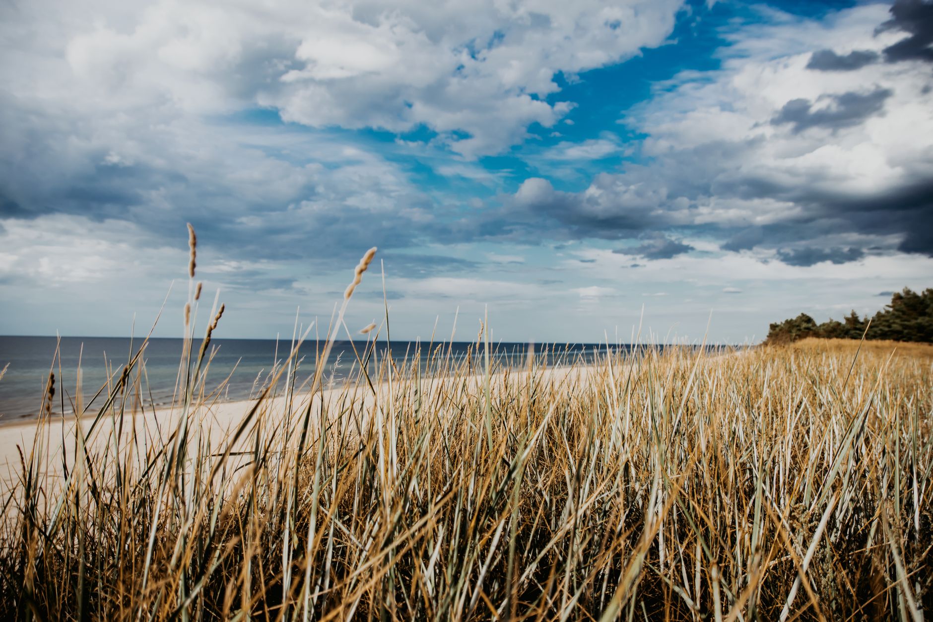 Explore a tranquil beach on Poland's coast with tall grass and expansive cloudy sky. — Trójmiasto