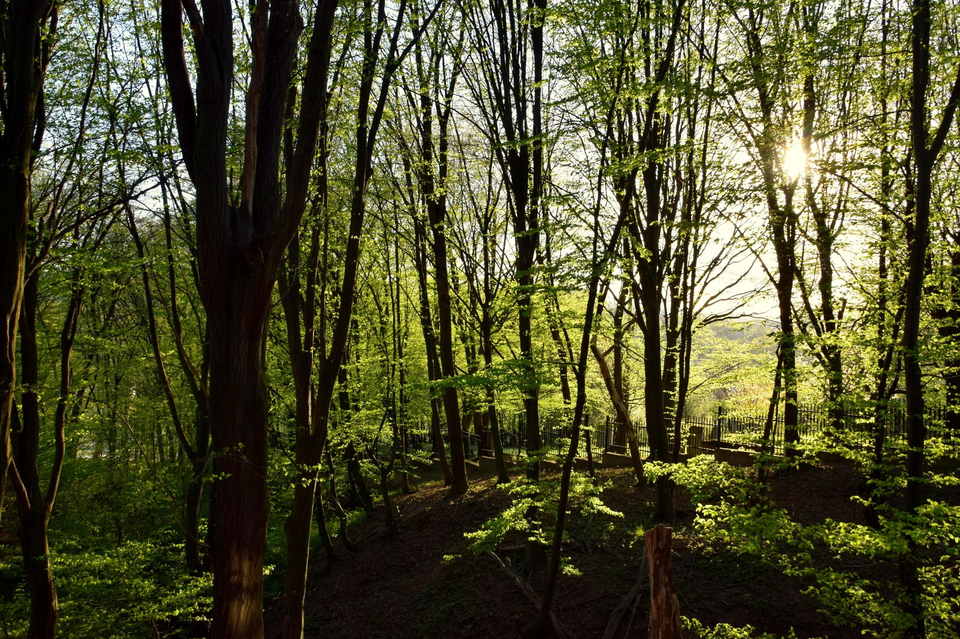 A peaceful spring scene with sunlight streaming through the vibrant trees in a forest. — Trójmiasto