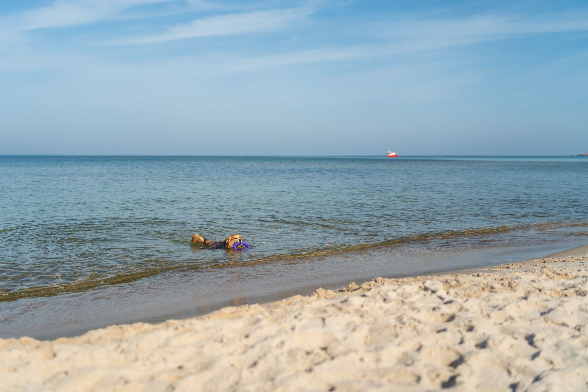 Golden retriever enjoying a swim on a sunny day at Kołobrzeg beach in Poland's Baltic coast. — Trójmiasto