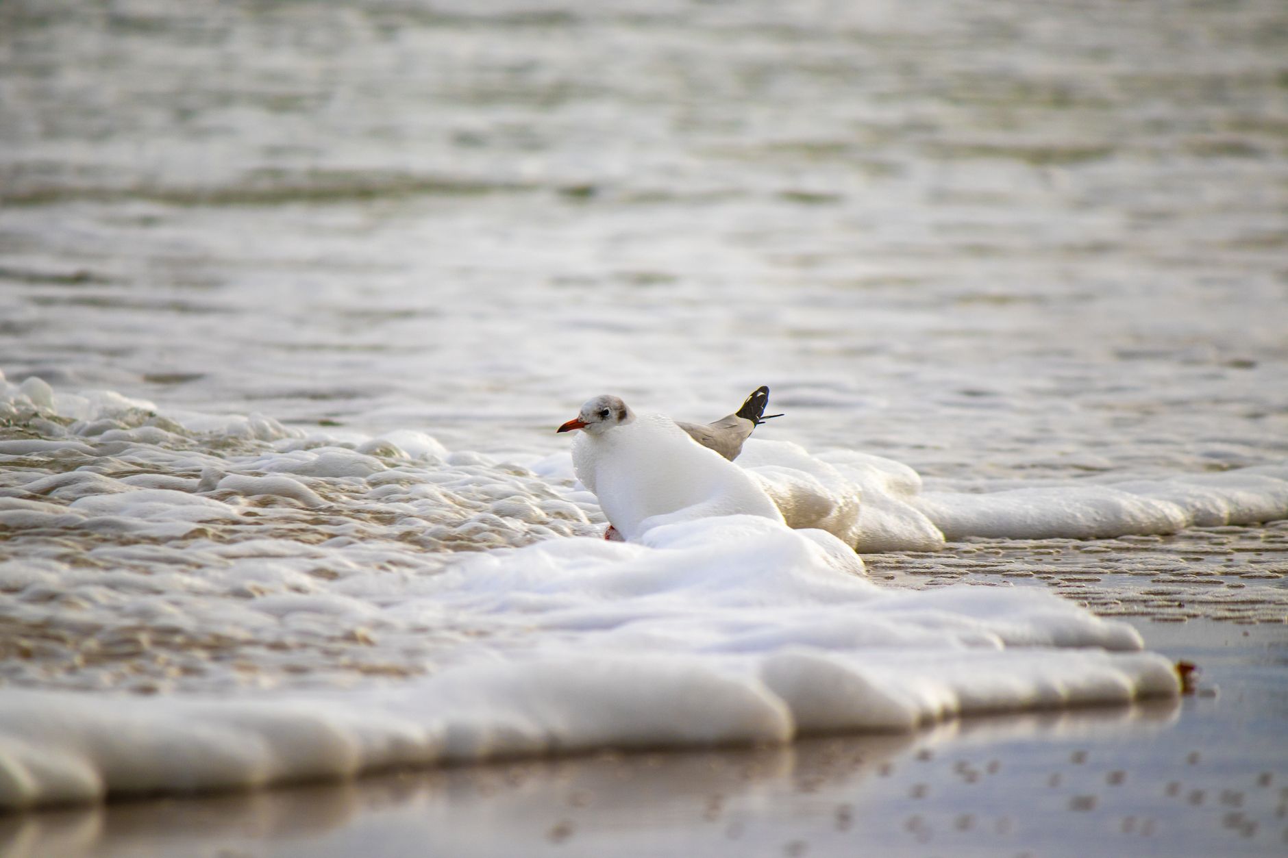 Seagull enjoying the ocean waves at Jastrzębia Góra beach in Poland. — Trójmiasto