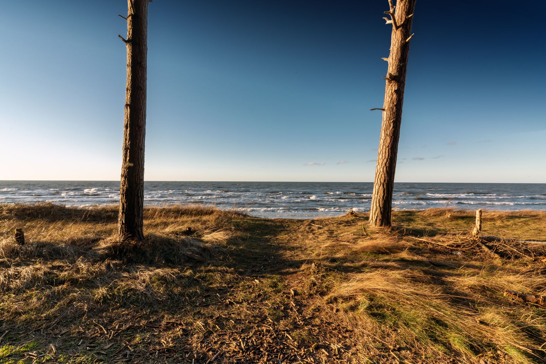 Scenery view of grassy coast with trees near waving water in sunny day under cloudless sky — Trójmiasto