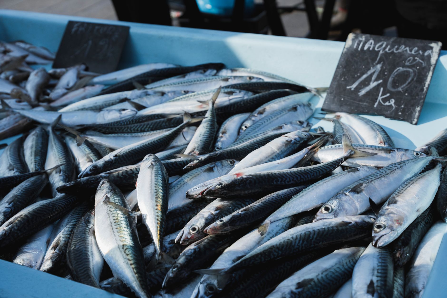 A variety of fresh mackerel on display at an open-air market. Perfect for culinary and fish cuisine themes. — Trójmiasto