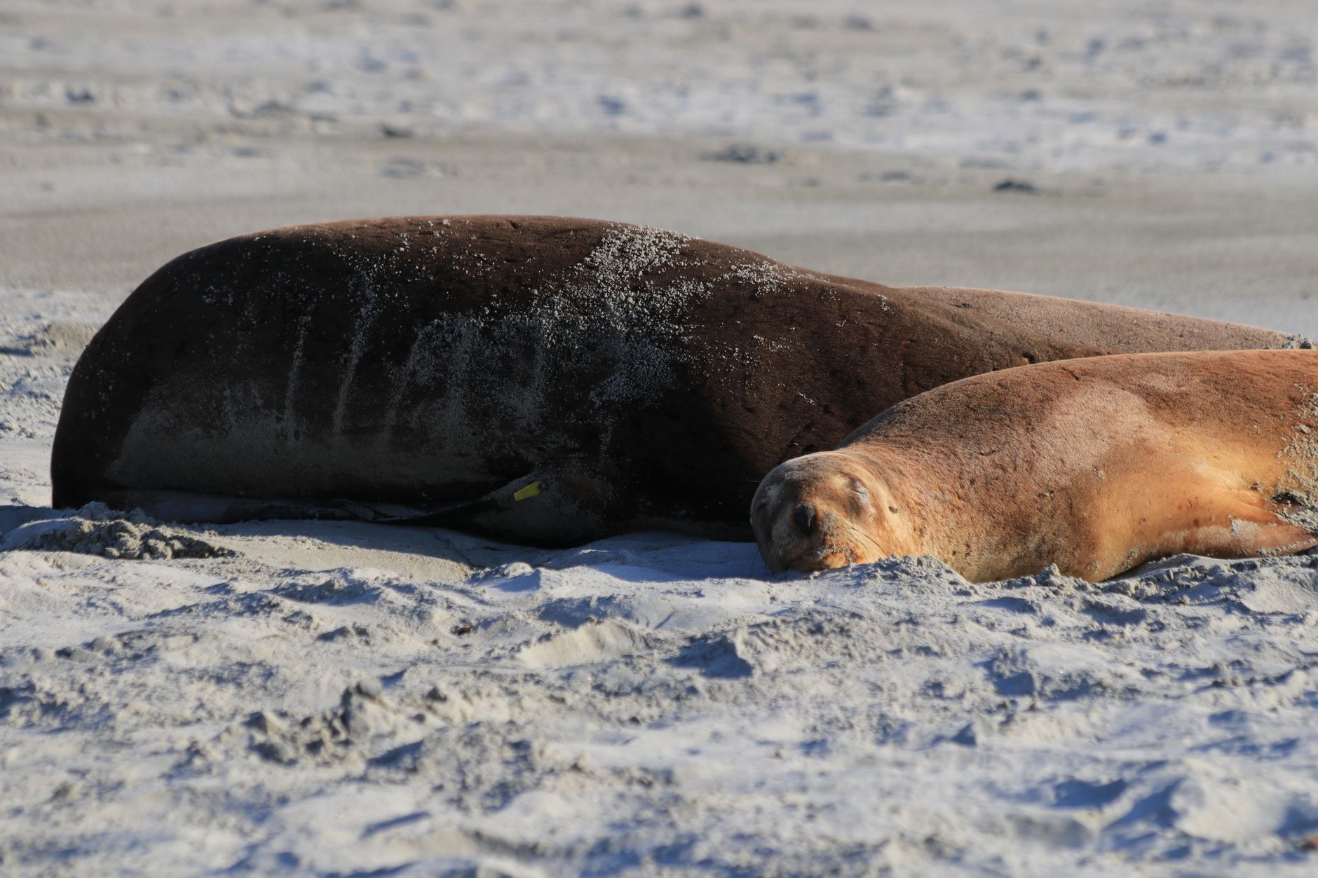 Two seals basking on a sandy beach, capturing a tranquil wildlife moment. — Trójmiasto