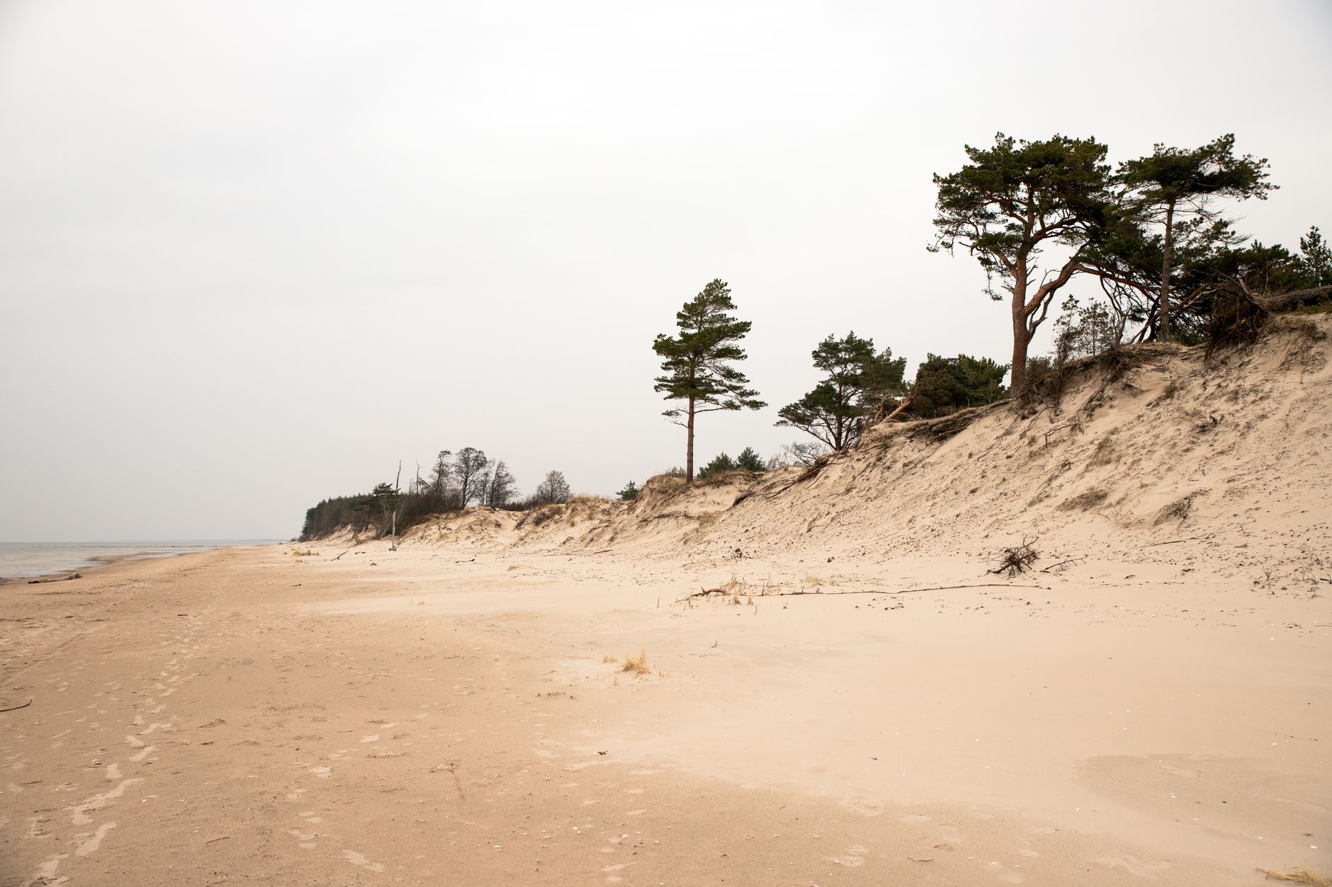 Peaceful sandy beach with pine trees under an overcast sky in Liepāja, Latvia. — Trójmiasto