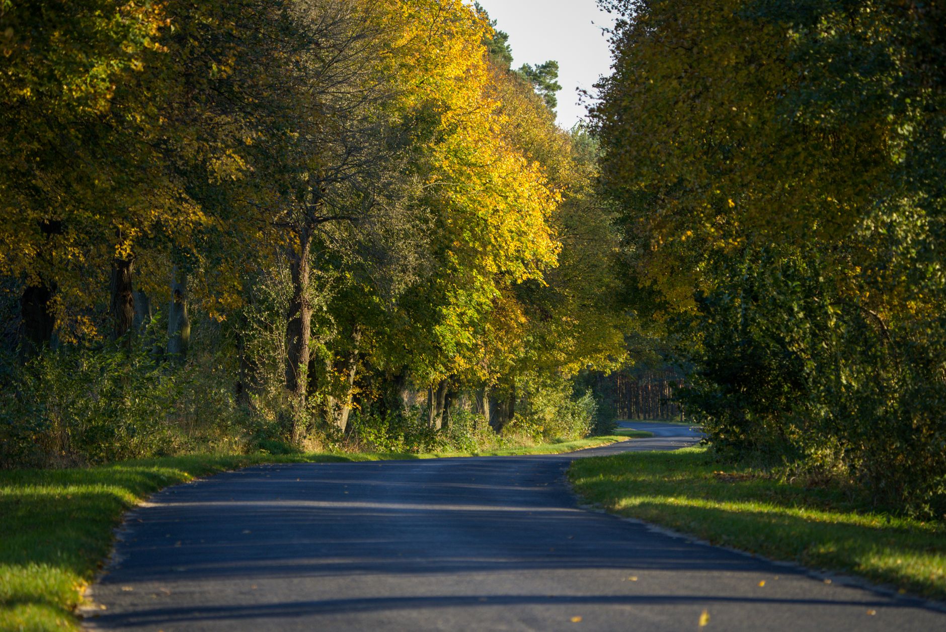A peaceful rural road winding through an autumn forest in Poland, showcasing vibrant fall foliage. — Trójmiasto