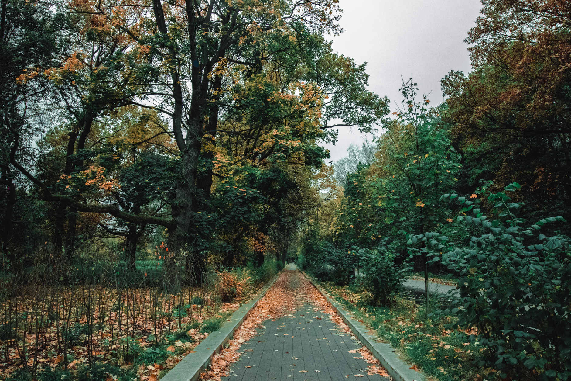 Empty narrow walkway covered with yellow leaves between green trees and bushes in garden — Trójmiasto