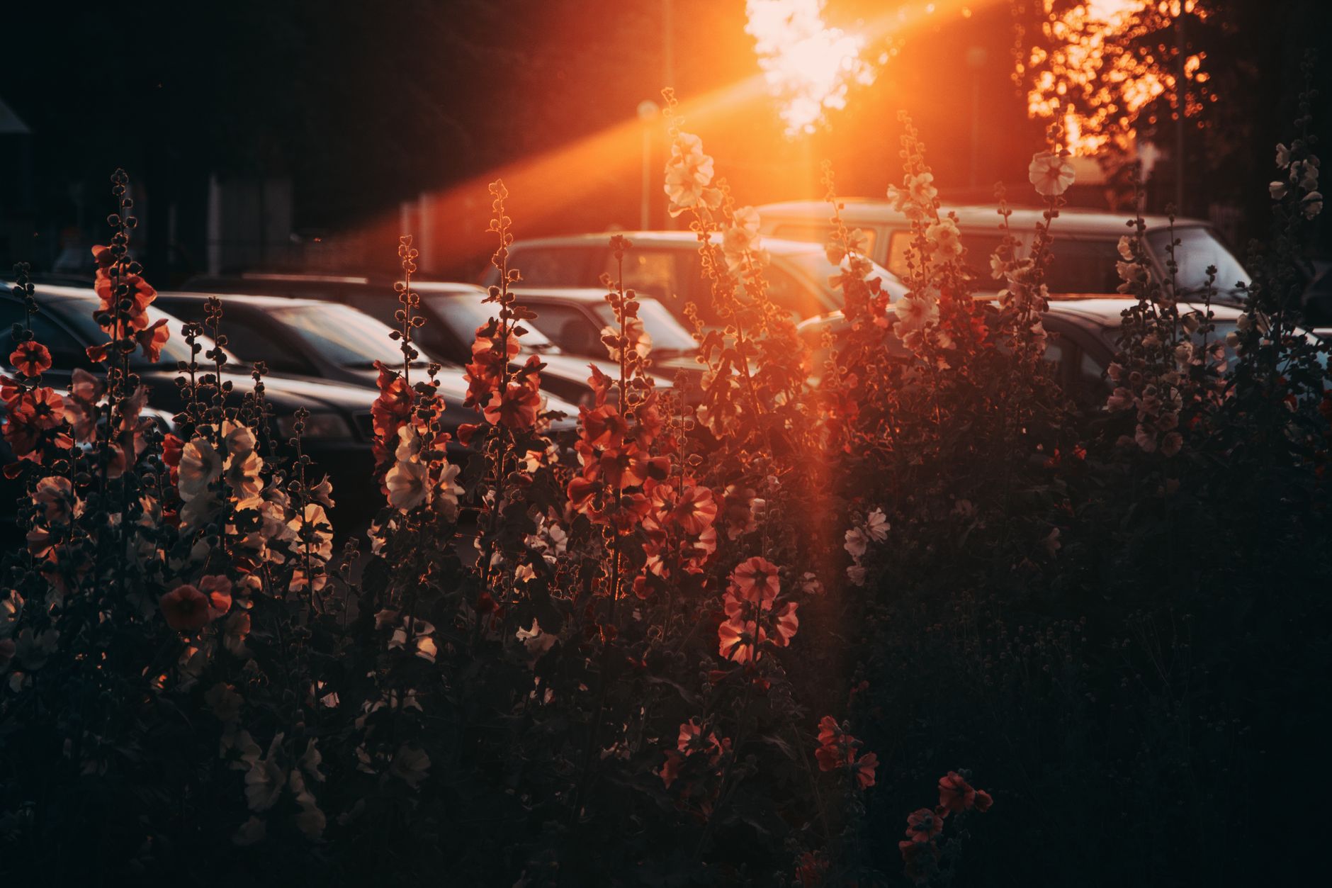 Beautiful sunset light over vibrant flowers with parked cars in the background creating silhouettes. — Trójmiasto